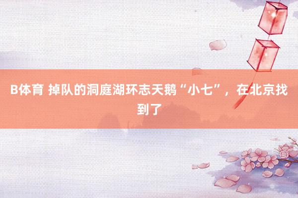 B体育 掉队的洞庭湖环志天鹅“小七”，在北京找到了