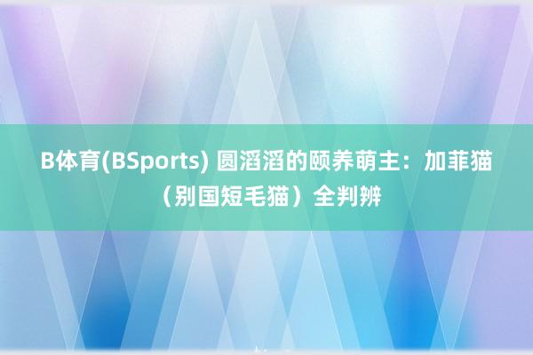 B体育(BSports) 圆滔滔的颐养萌主：加菲猫（别国短毛猫）全判辨